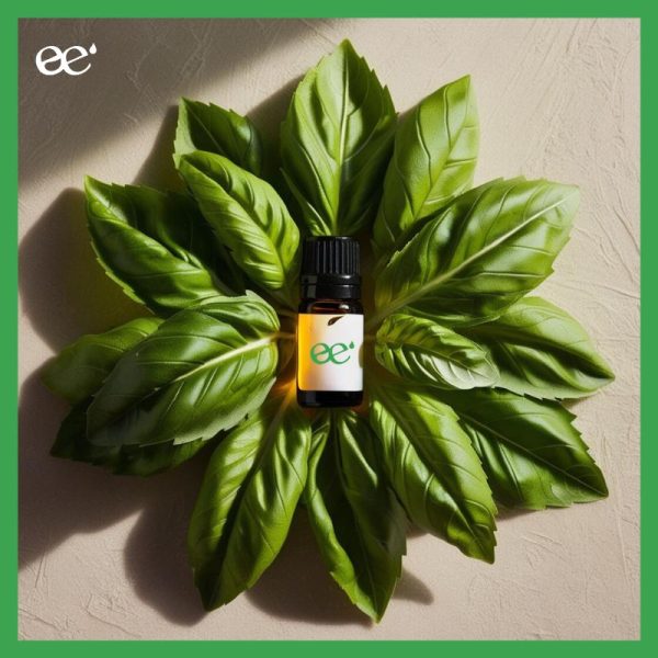 Discover the Essential Oil of Indian Basil