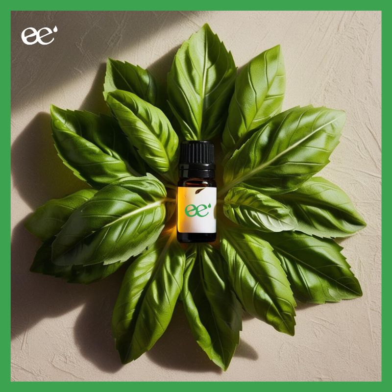 Essential Oil of Indian Basil